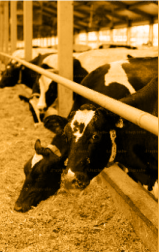 NNR Livestock Logistics Solutions